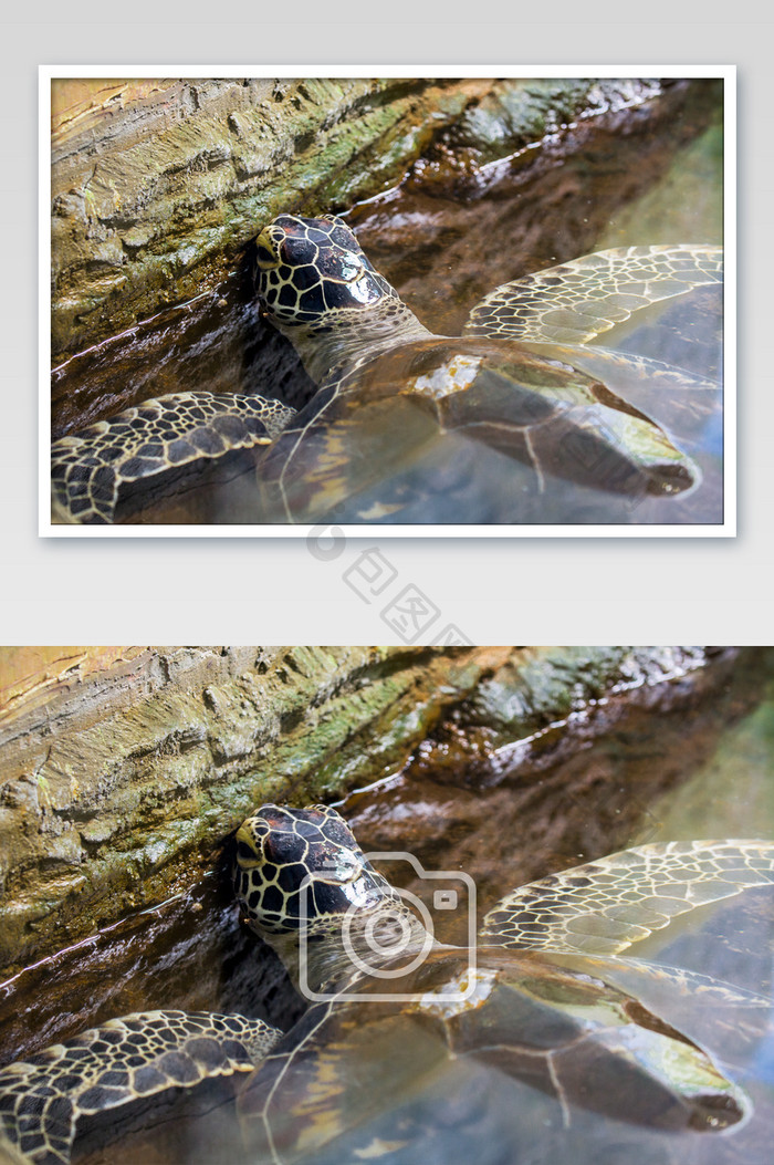 海洋动物-海龟大特写
