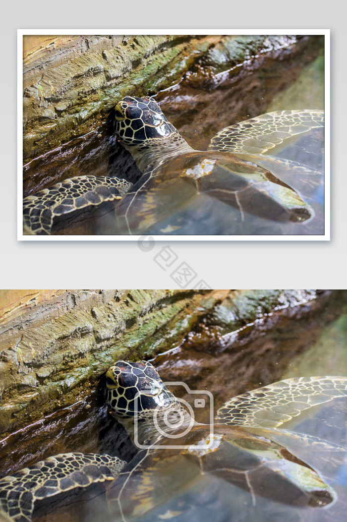 海洋动物-海龟大特写图片