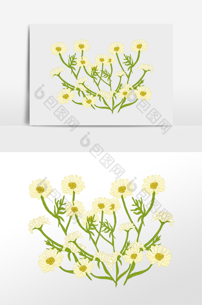 植物花草洋甘菊花朵插画图片图片