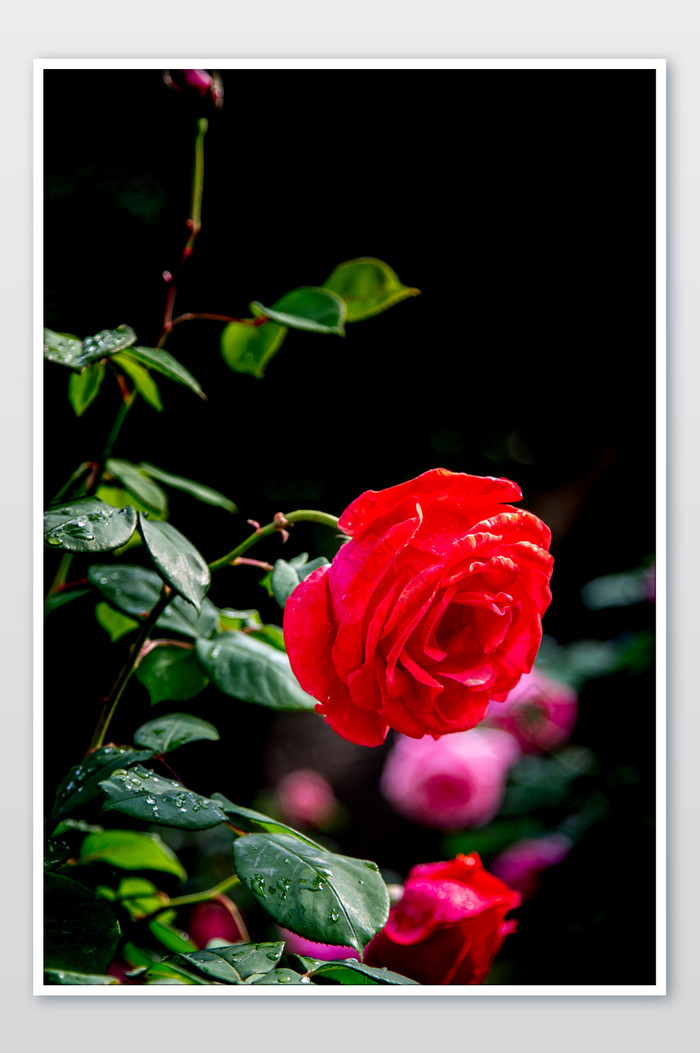 红色迷人蔷薇摄影图片图片