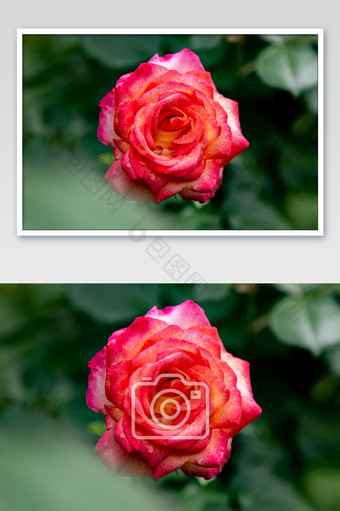 红黄镶嵌蔷薇摄影图片