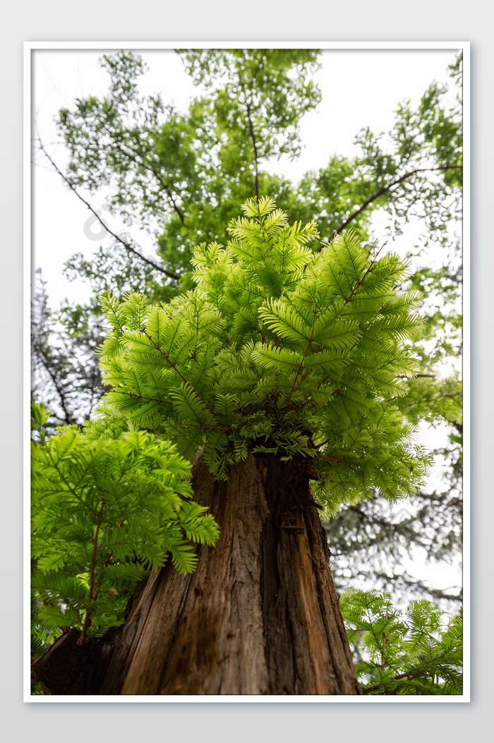 高大的水杉树摄影图片