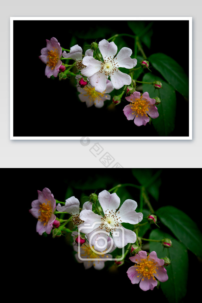 黑下的小蔷薇花片