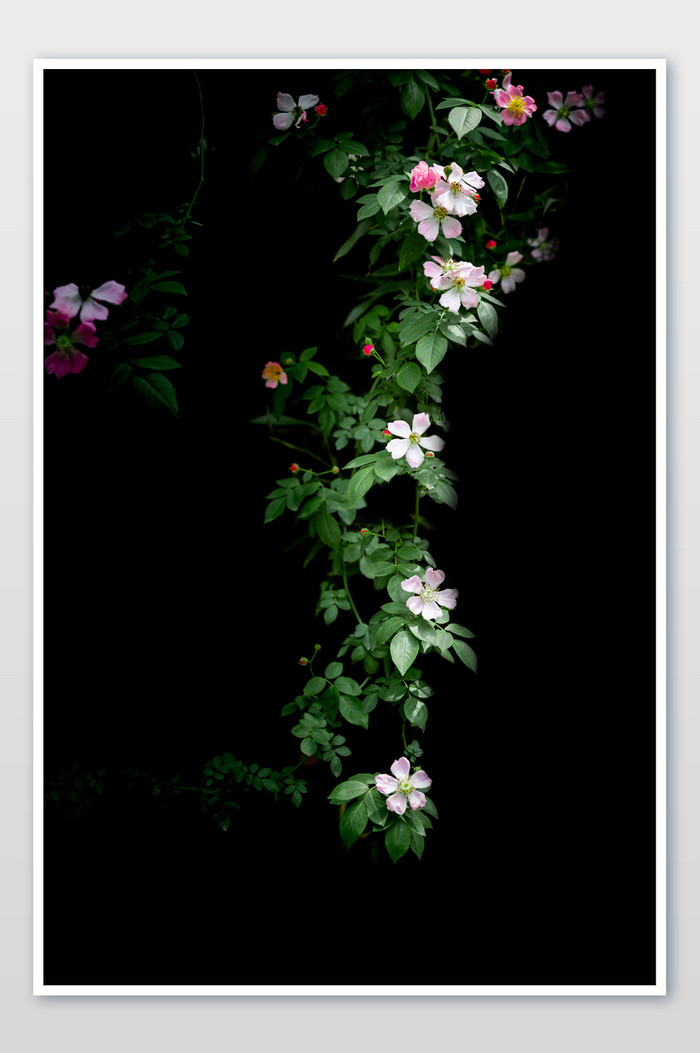 一串小蔷薇摄影图片图片