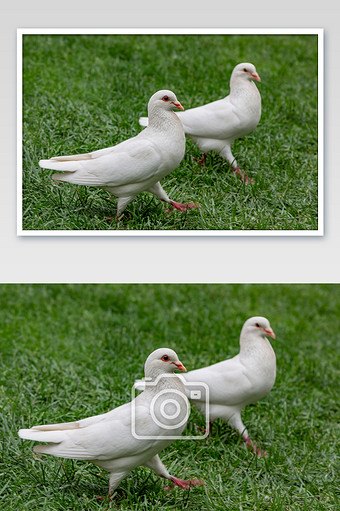 和平信鸽摄影图片下载