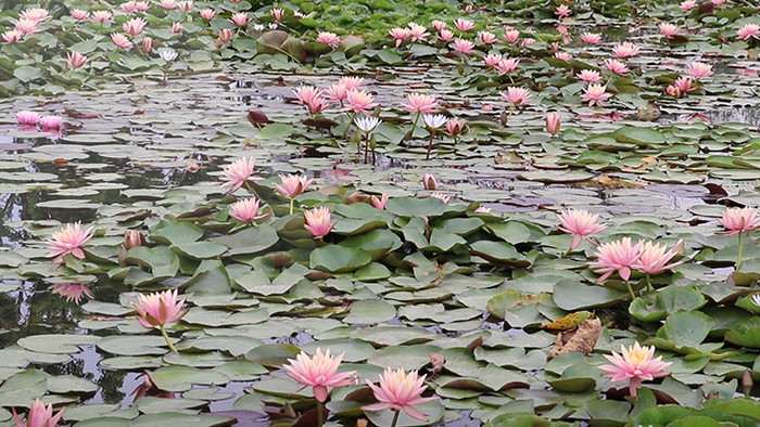 实拍睡莲花开高清视频