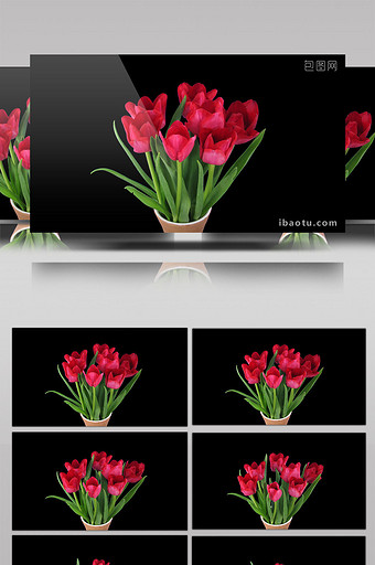 郁金香花束图片 郁金香花束素材 包图网