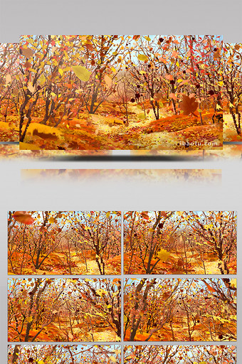 唯美大气秋叶掉落森林晚会年会背景视频图片