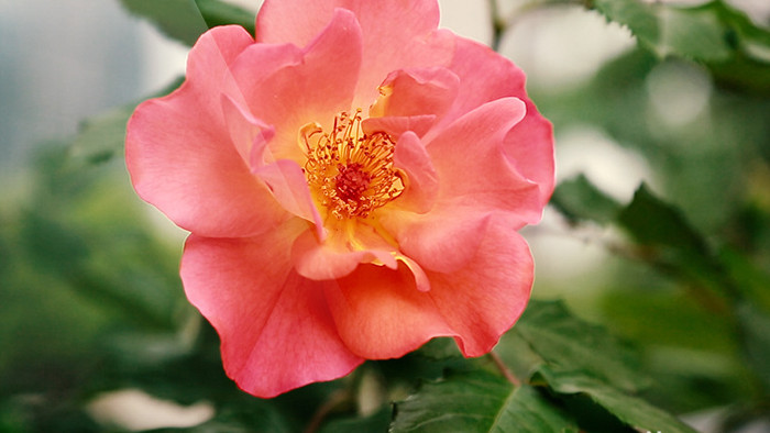 漂亮的蔷薇花高清实拍