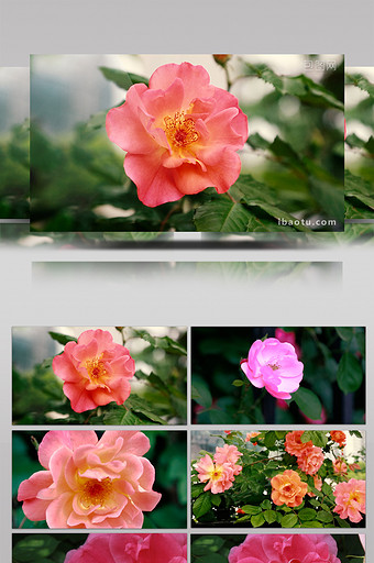 漂亮的蔷薇花高清实拍图片