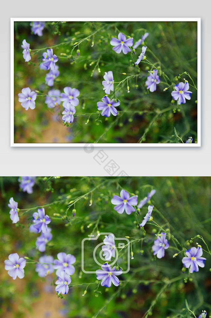 山野清新浪漫紫色花卉摄影图图片图片