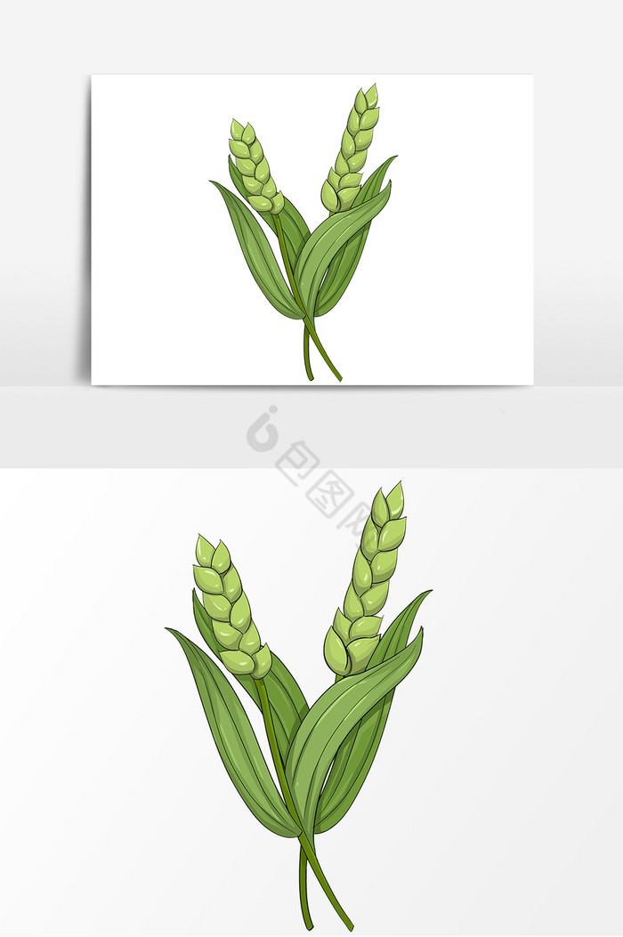 小满麦子插画图片