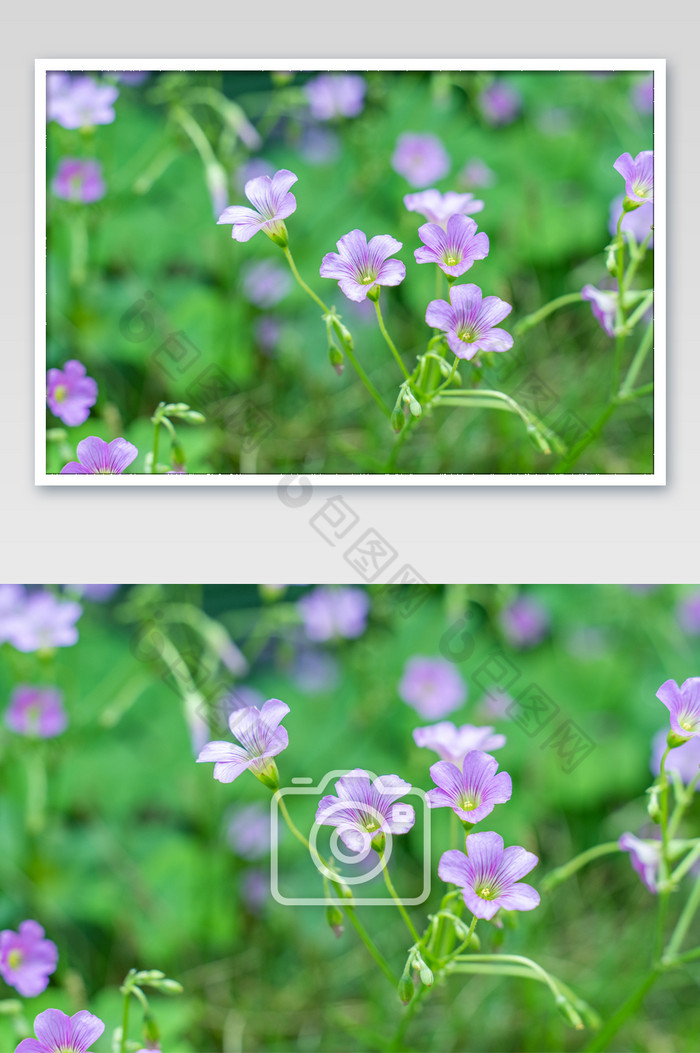 小野花三叶草花朵紫色花摄影图图片图片