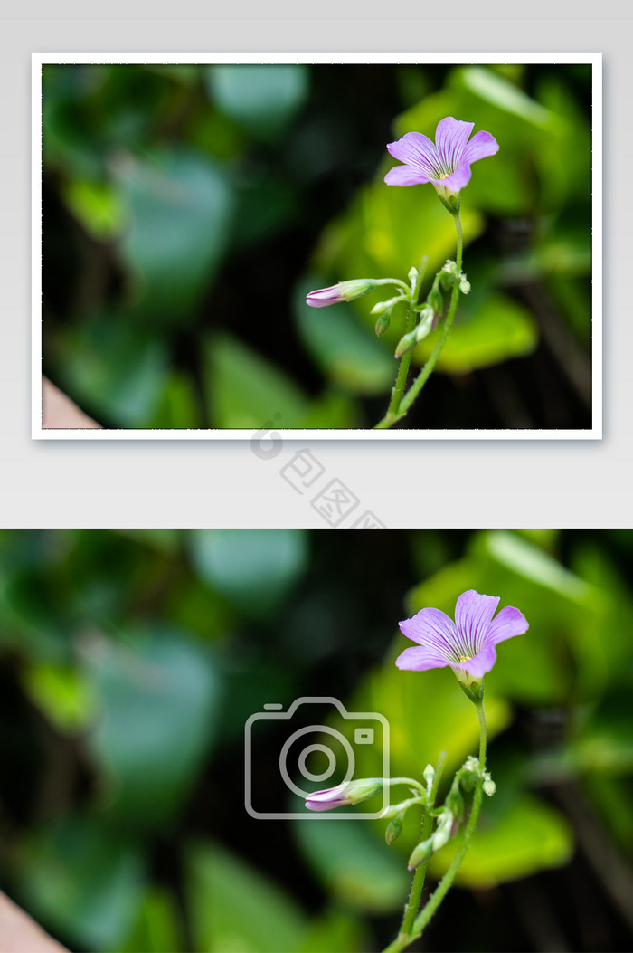 紫色小花电脑背景春意摄影图图片