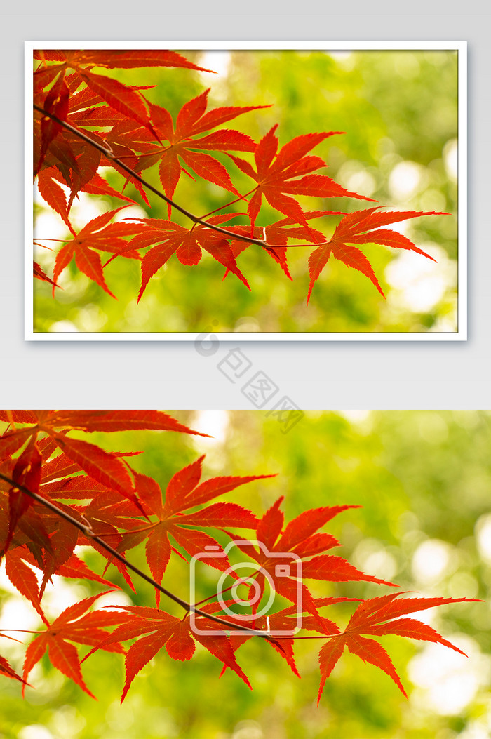 红枫树背景摄影图片