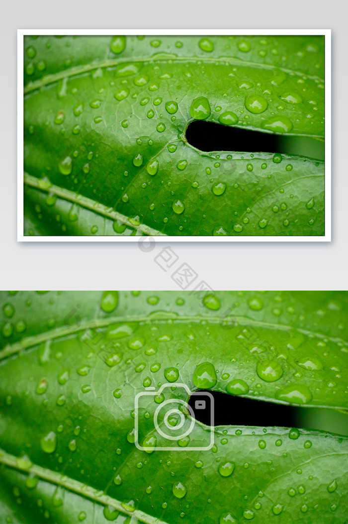 雨露绿叶摄影特写图片