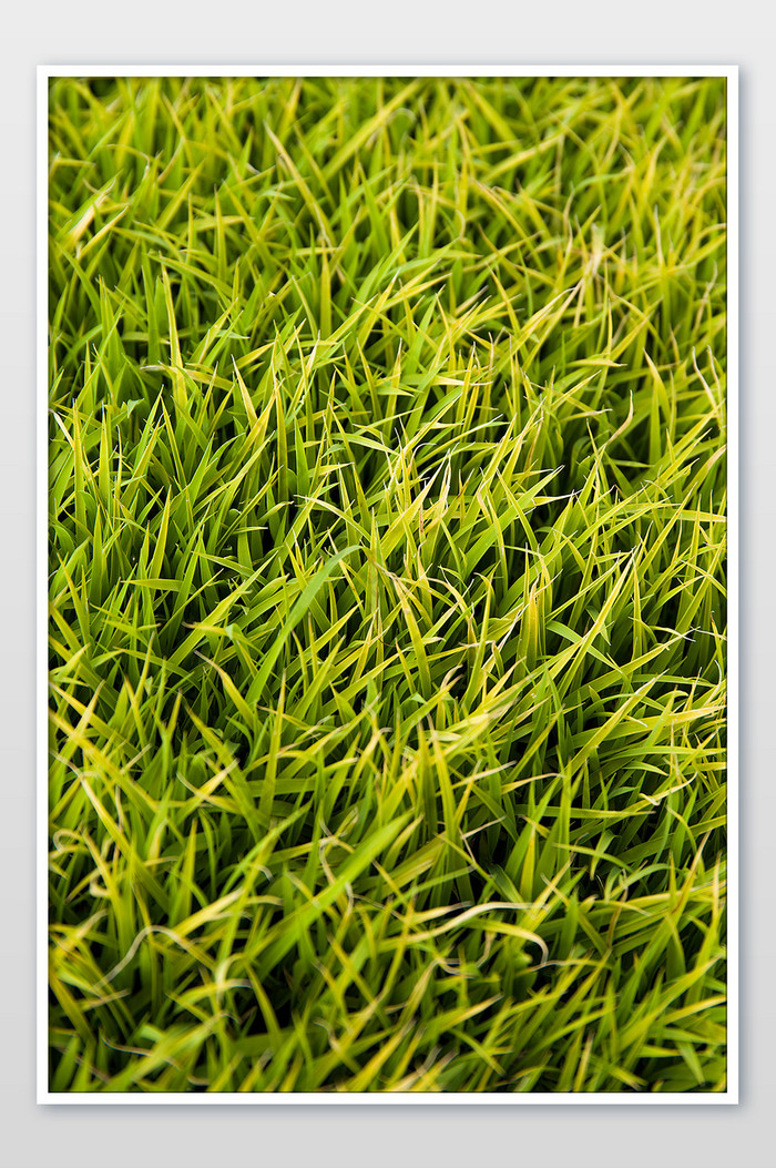 农作物水稻幼苗俯拍摄影图片