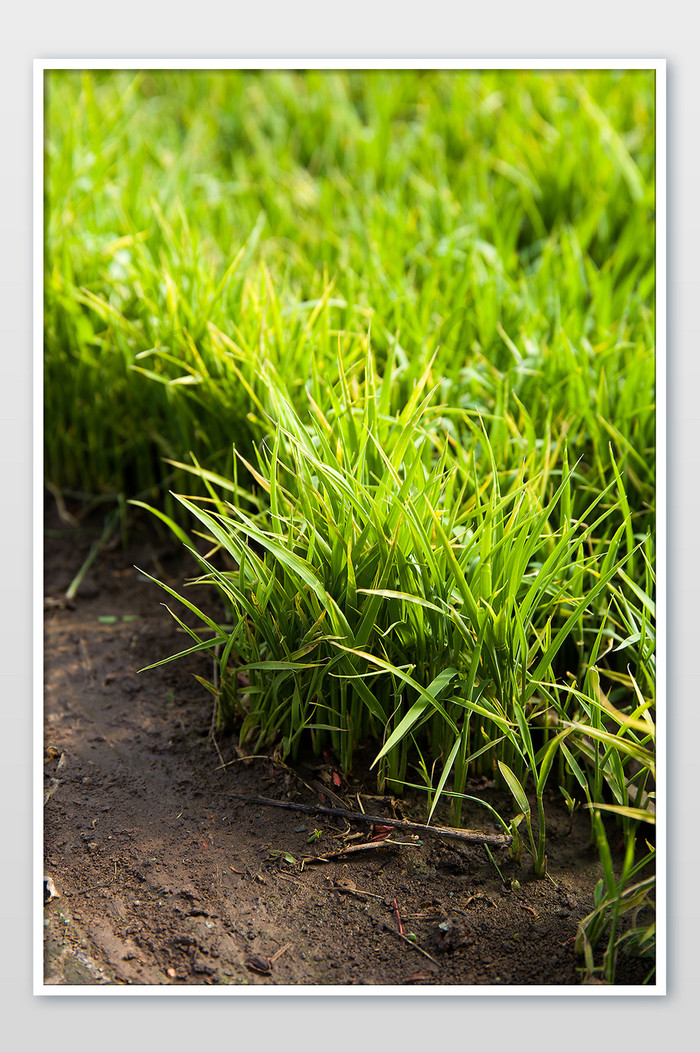 绿色农作物五常大米稻苗摄影图片