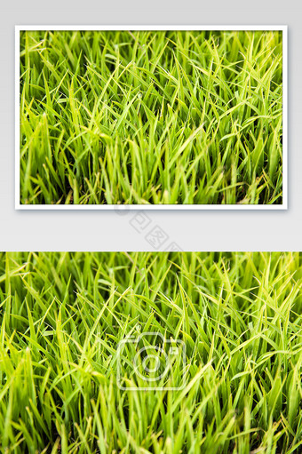 绿色清新水稻幼苗摄影图片
