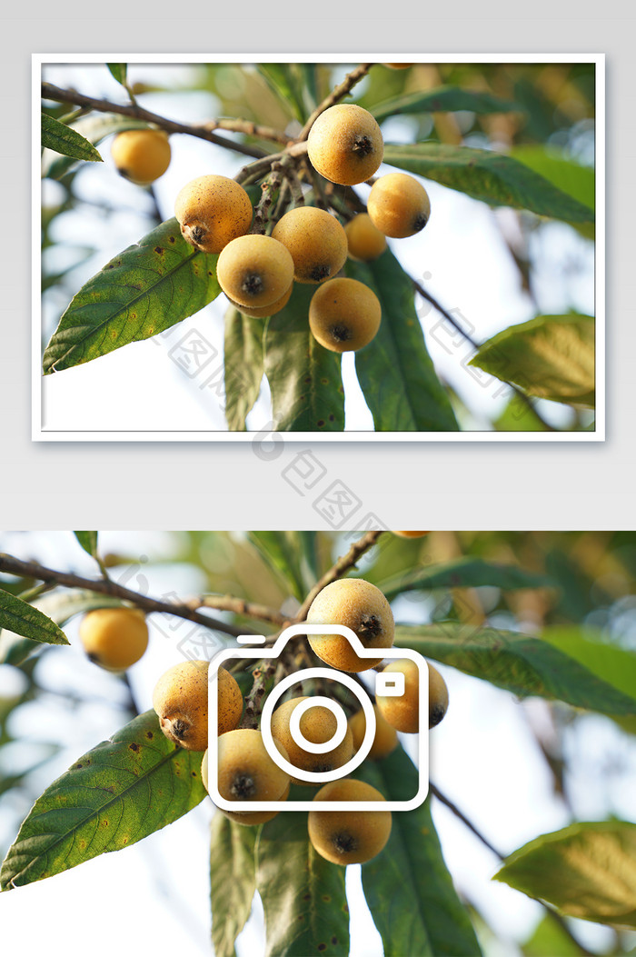 挂在枝头的成熟黄色枇杷摄影图片