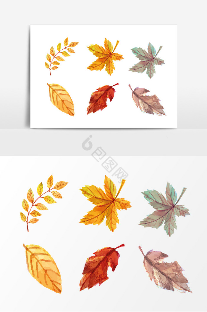 金黄秋季植物叶片图片