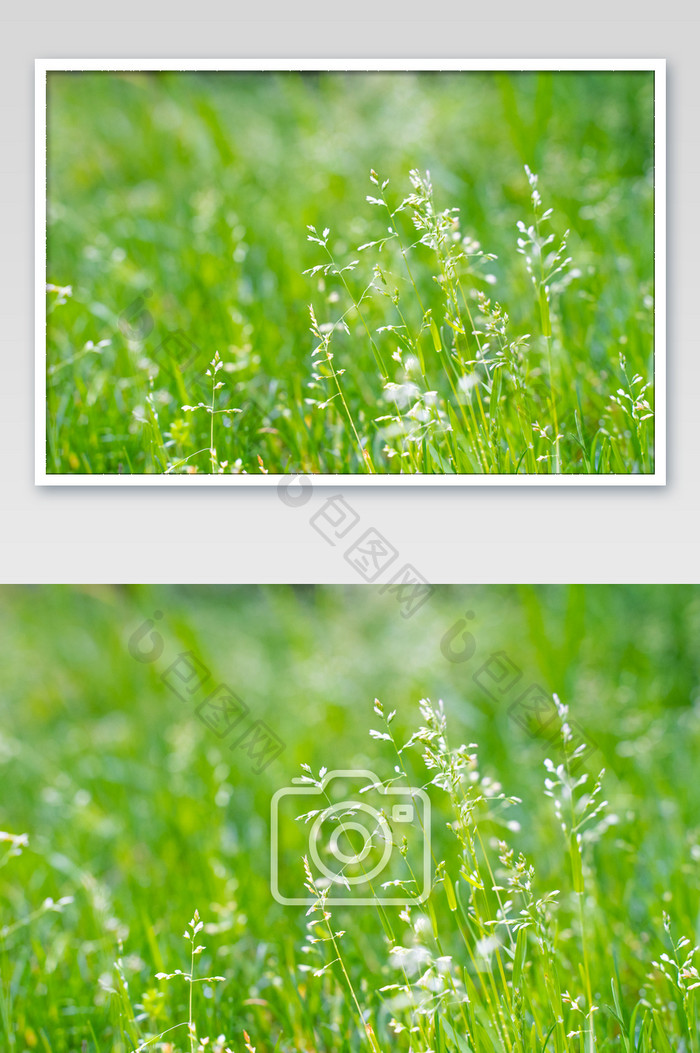 电脑背景野草青草绿色嫩芽摄影图