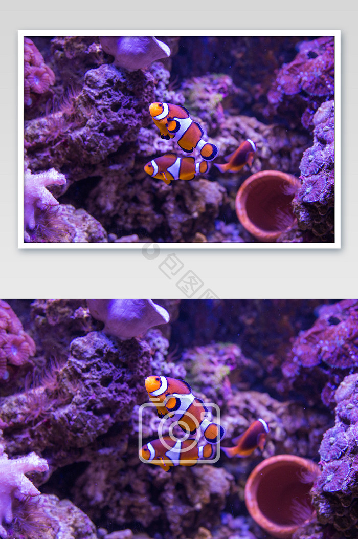 大气海底世界小丑鱼摄影图