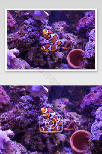 大气海底世界小丑鱼摄影图图片