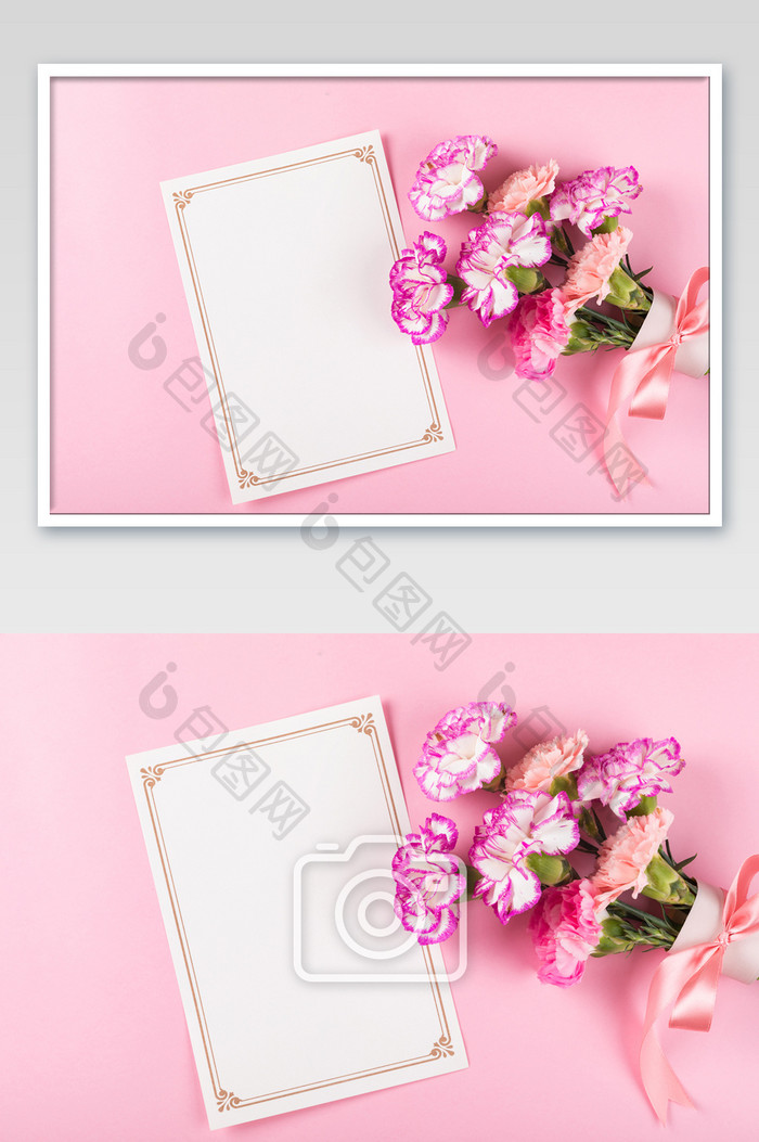 粉色康乃馨留白静物摄影图片