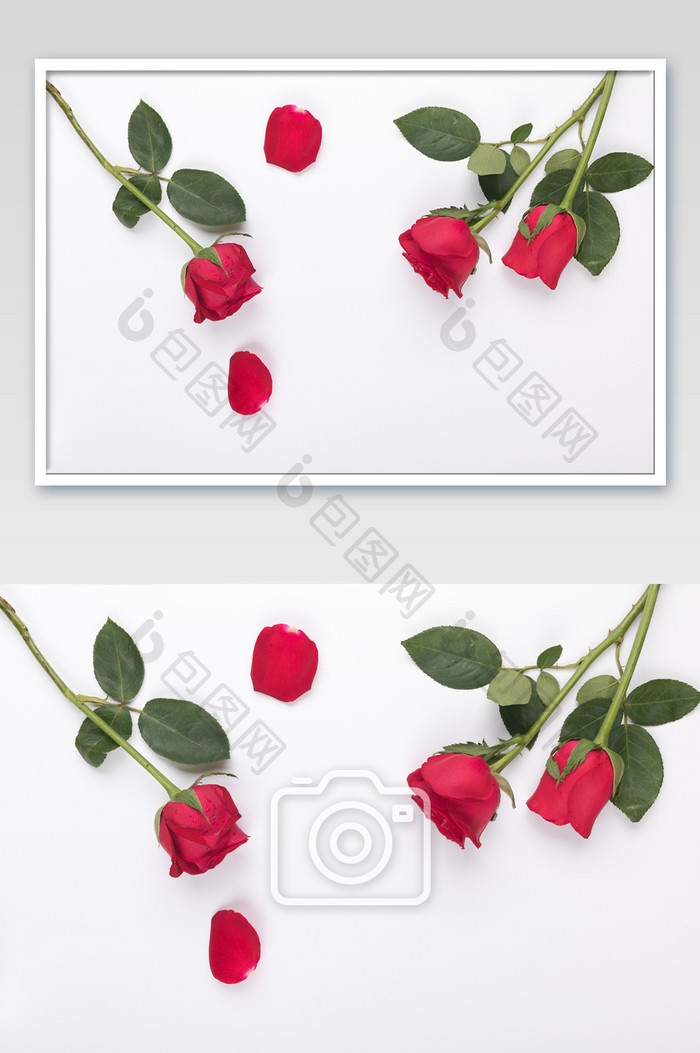 白色背景上的玫瑰花摄影图片