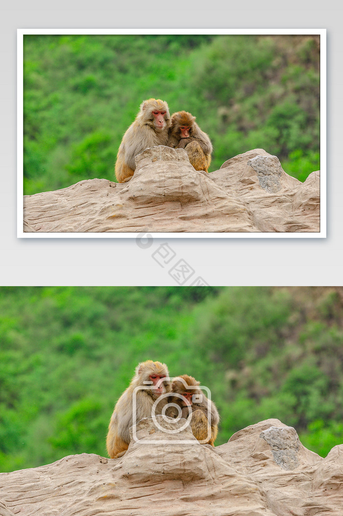 依偎在一起的两只猴子图片