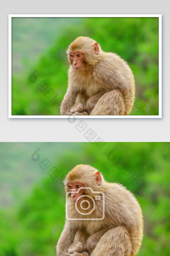成年猕猴摄影图片