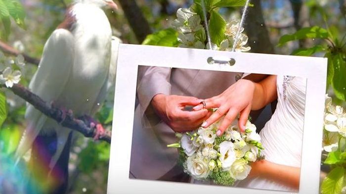 鸽子为主题爱情故事婚礼浪漫相册视频模板