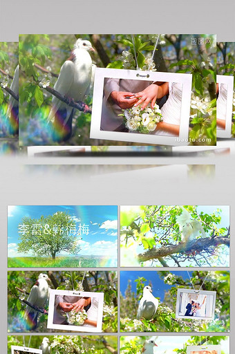 鸽子为主题爱情故事婚礼浪漫相册视频模板图片