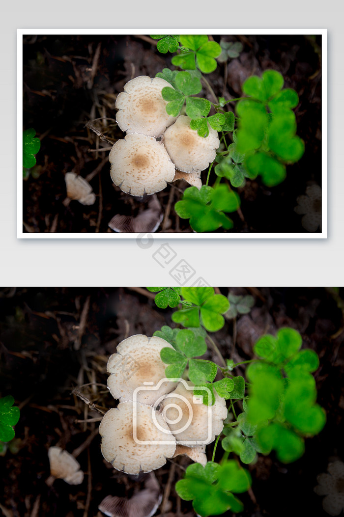 蘑菇绿叶摄影图片