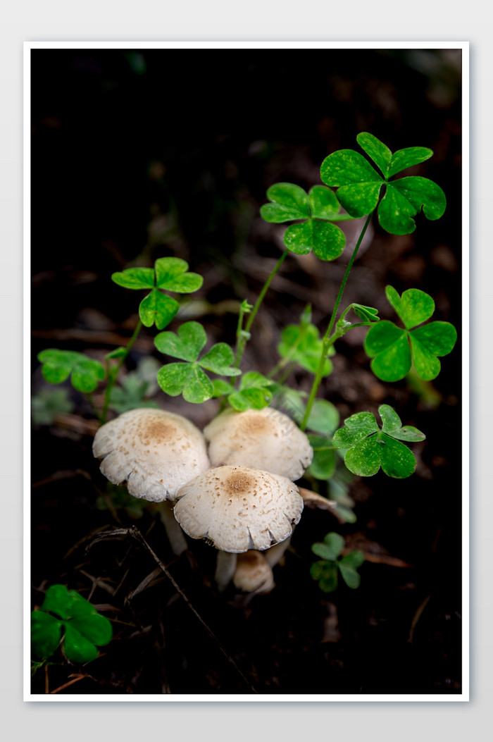 清新的小蘑菇摄影图片图片