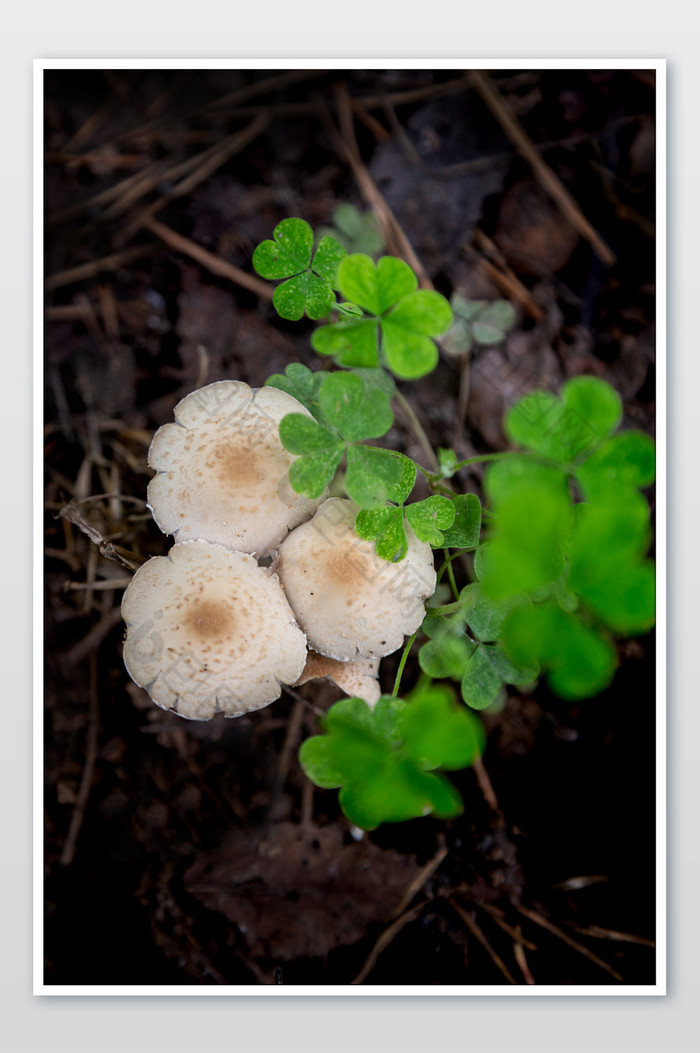 绿叶下蘑菇摄影图片