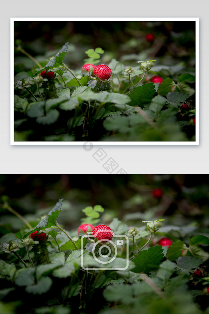 漂亮蛇莓摄影图片