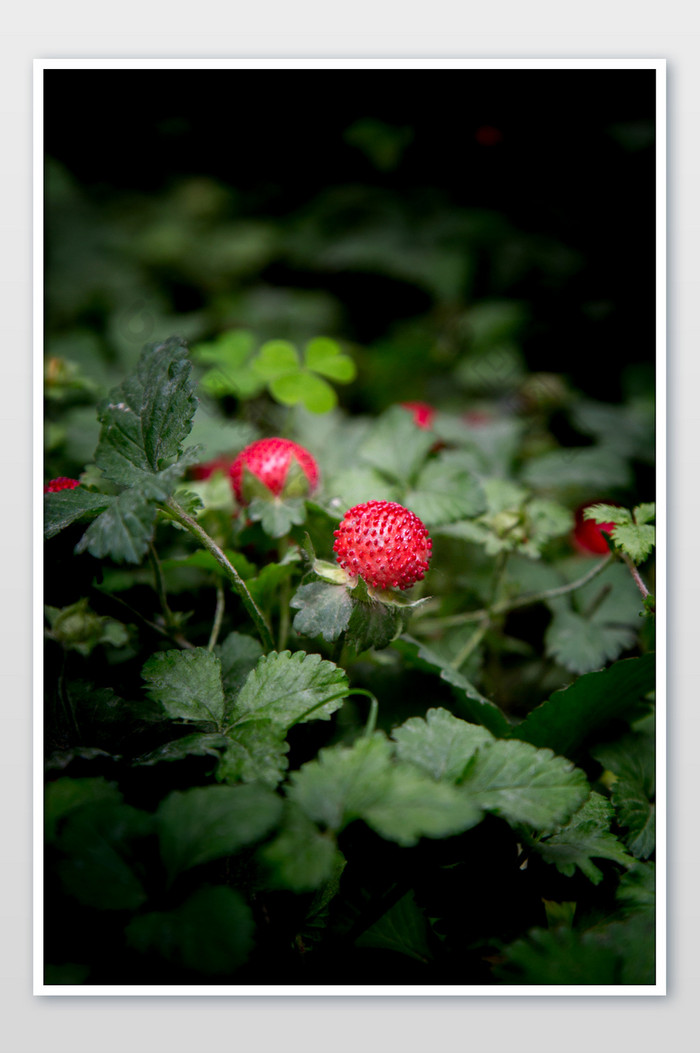红色野草莓摄影图片图片