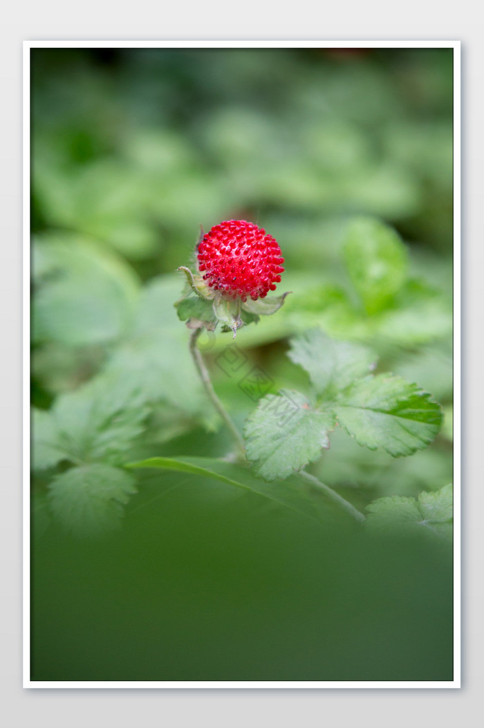 诱人的野草莓片图片