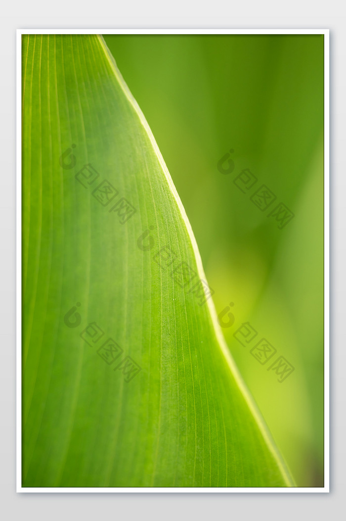 绿色植物美人蕉树叶高清摄影图图片图片