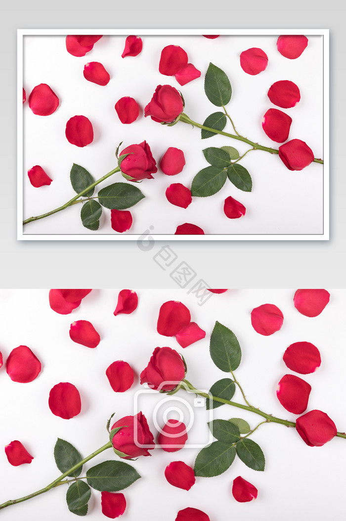 铺满玫瑰花瓣情人节玫瑰花底图图片
