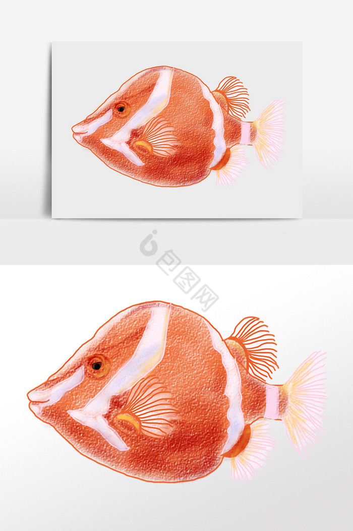 海洋生物热带鱼插画图片