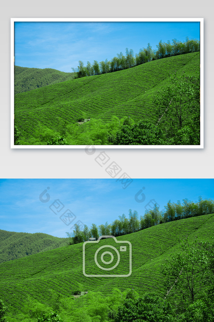 蓝天下大片茶园竹林摄影图