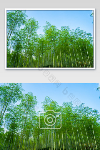 蓝色天空绿色竹林间摄影图图片