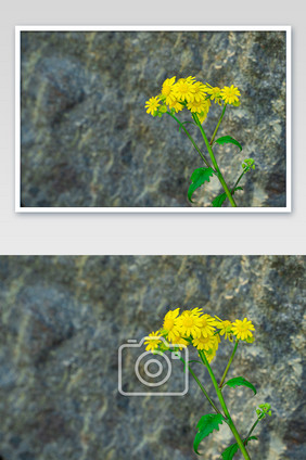 石头墙壁背景小雏菊摄影图