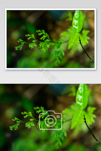 湿润角落蕨类自然生长摄影图图片