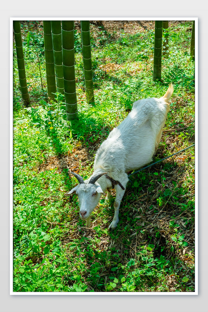 乡村竹林树荫下山羊摄影图
