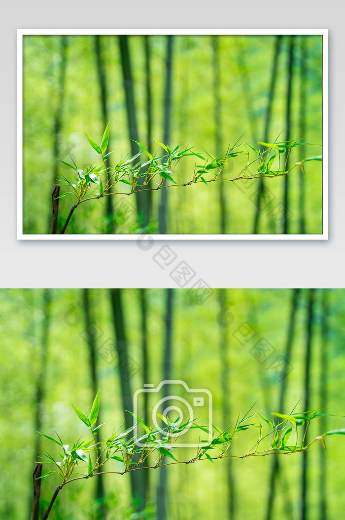 绿色竹林枝条摄影图图片图片