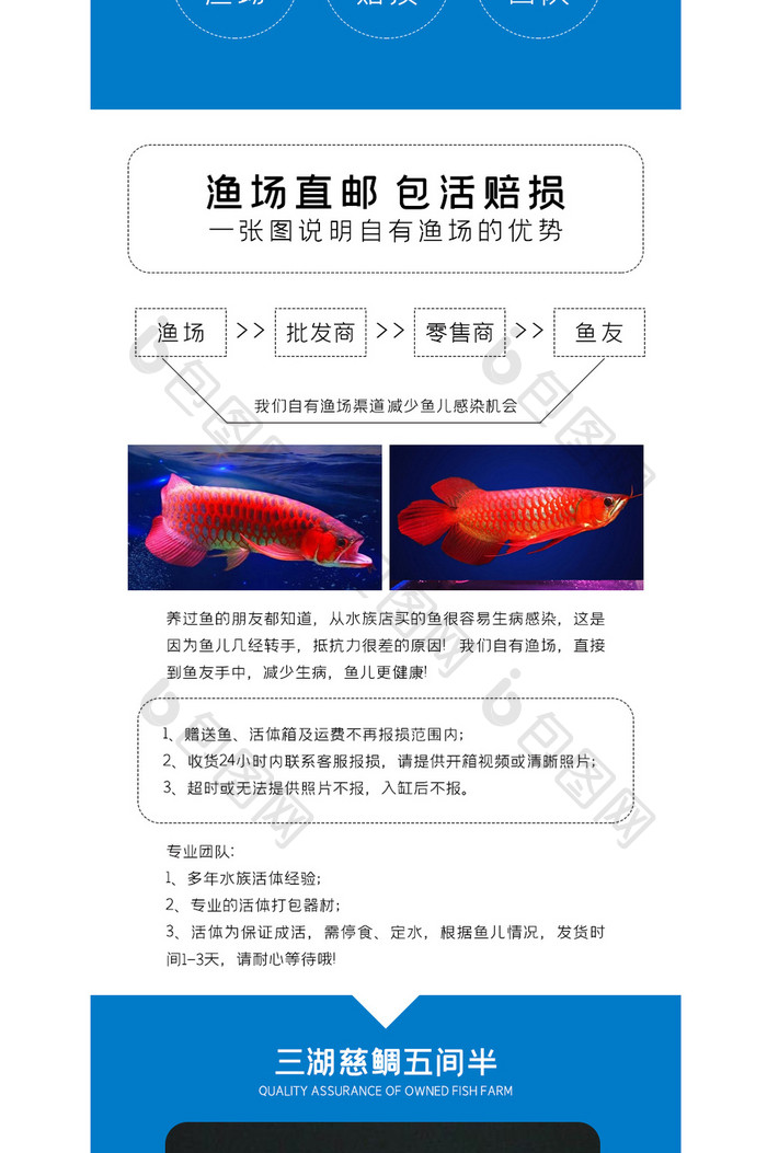 锦鲤鱼活体观赏鱼淡水冷水鱼斗鱼详情页